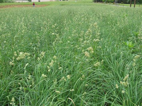 Orchard Grass Seed: Plant At The Right Rate