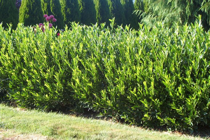 Otto Luyken Laurel Pruning