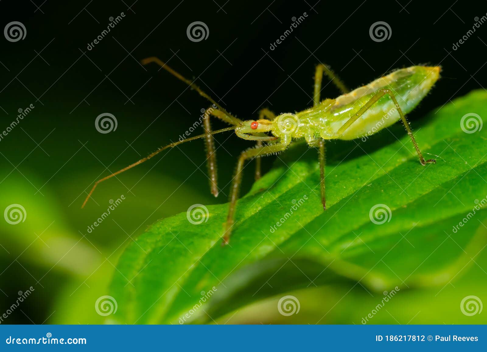 Pale Green Assassin Bug Nymph