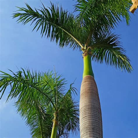 Palm Royal Tree