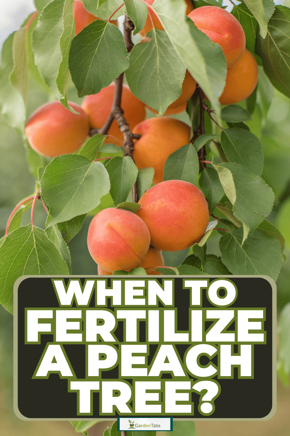 Peach Tree Care: Fertilize For Maximum Flavor
