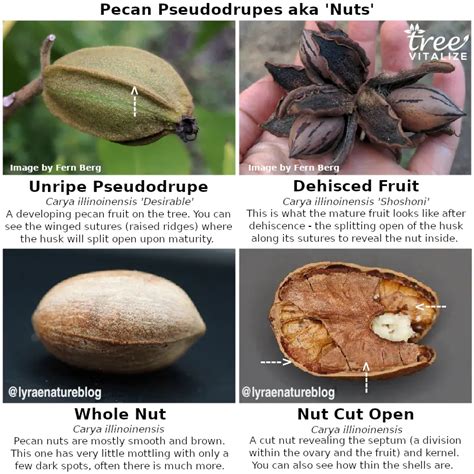 Pecan Varieties: Identify Types Easily Pecan Varieties: Identify Types Easily