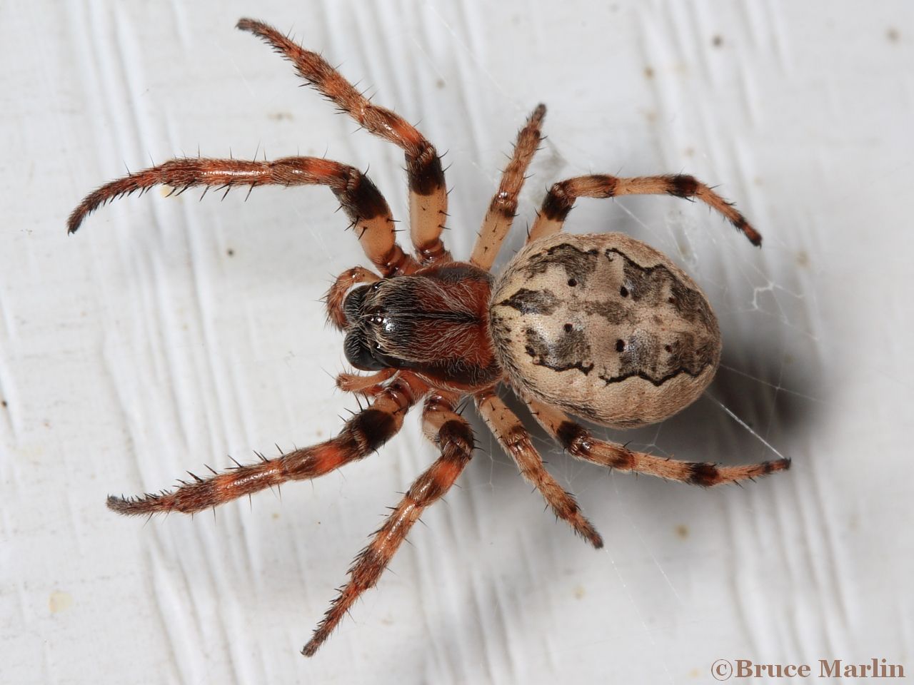 Pennsylvania Orb Weaver Spider