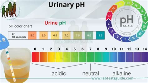 Ph 7 Urine: Normal Range Insights Revealed