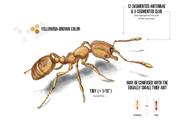 Pharaoh Ant Bite