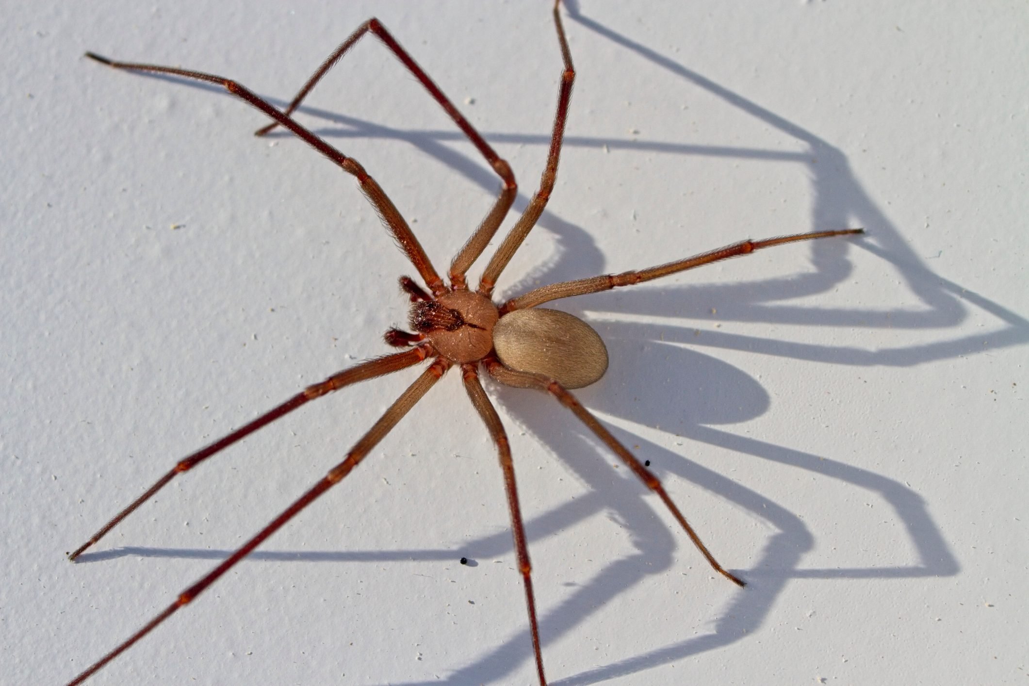 Photos Of Brown Recluse Spiders
