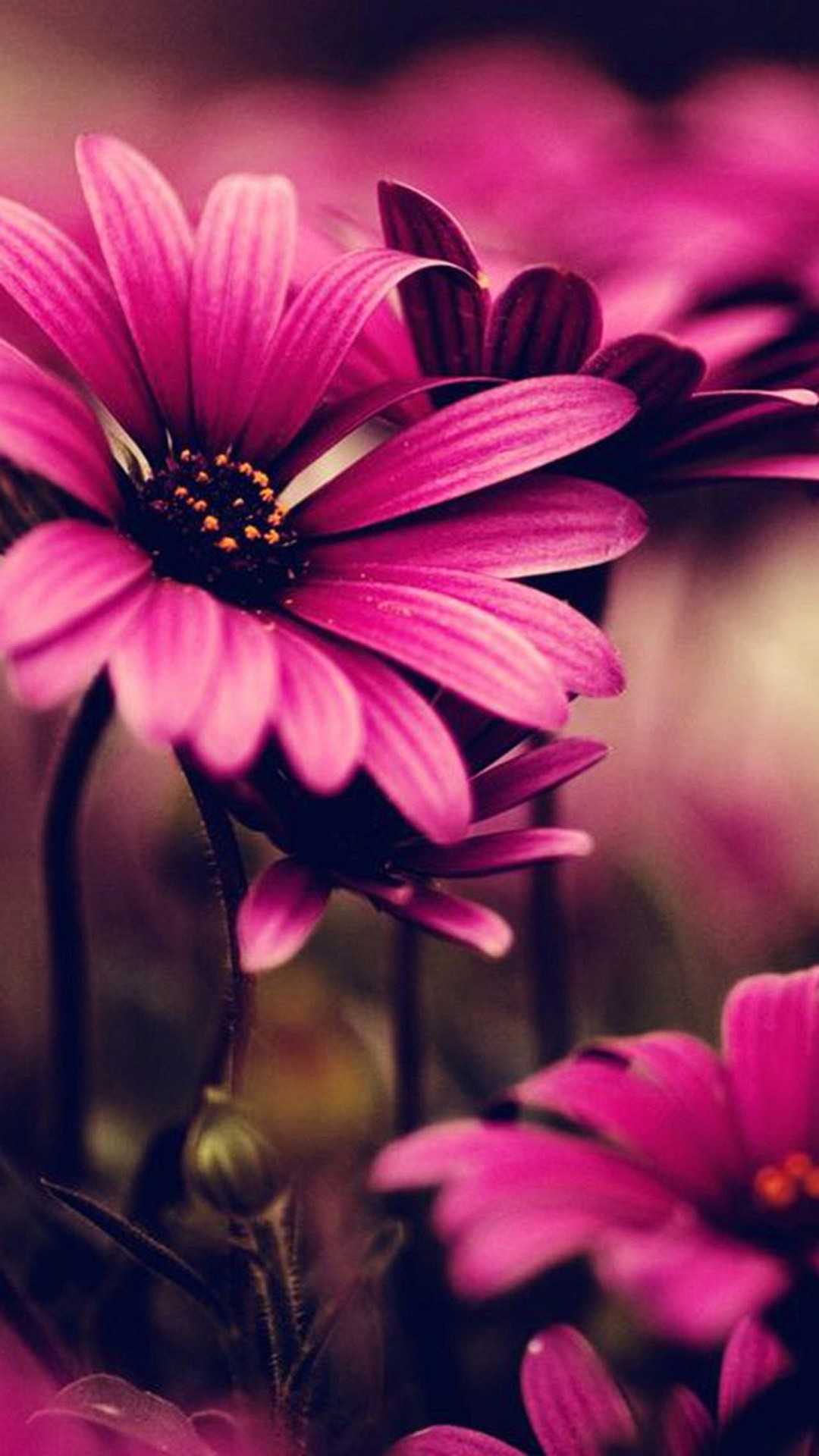 Pink Iphone Wallpaper: Download Free Daily Updates