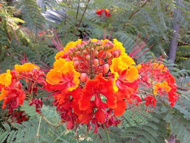Plant Pride Of Barbados