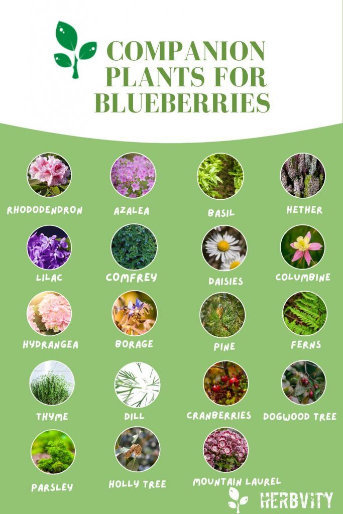 Planting Blueberries In Fall