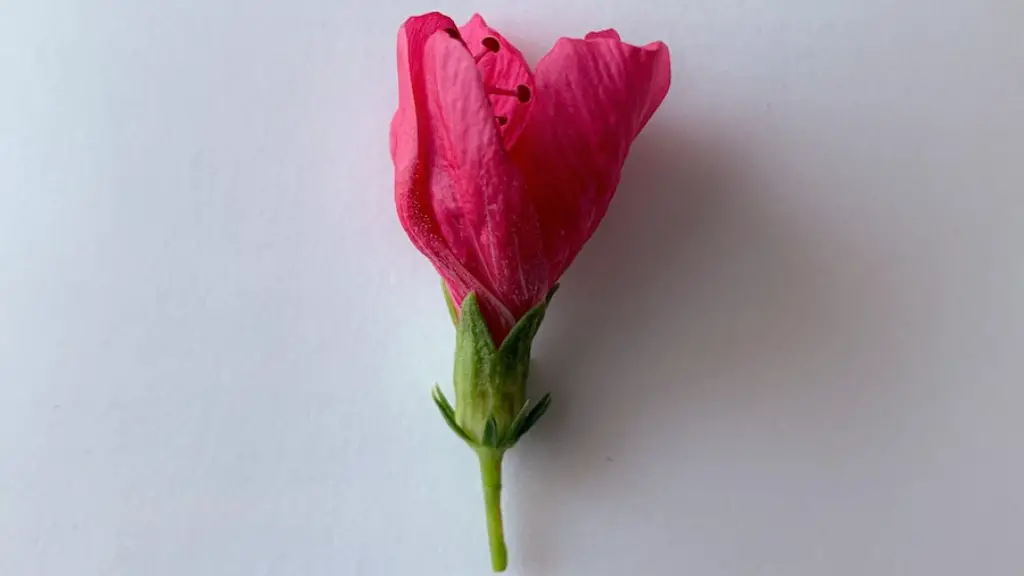 Poetry Italicized Rules