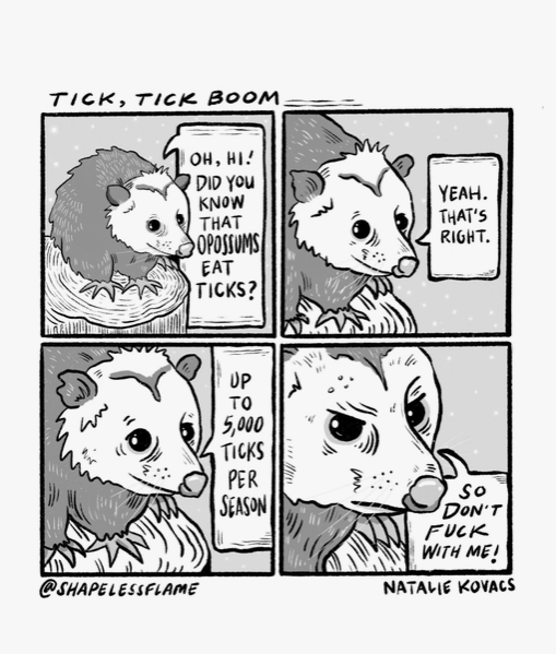 Possum Tick Eaters