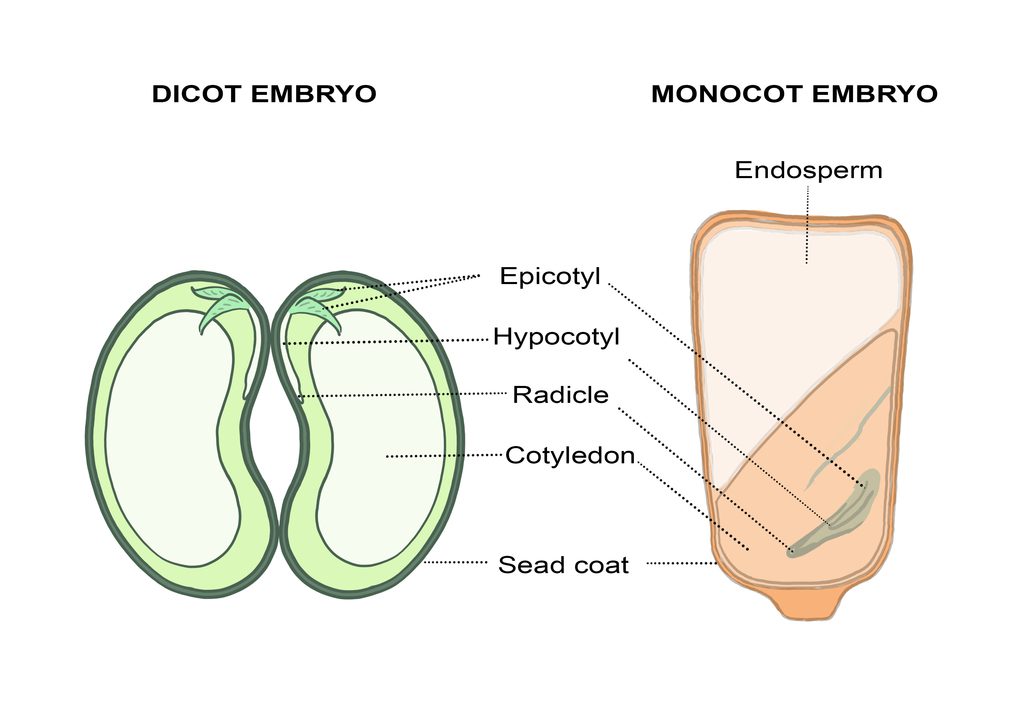 Pothos Monocot Or Dicot