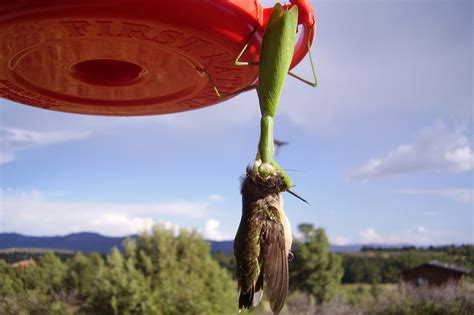 Praying Mantis Eating Hummingbird