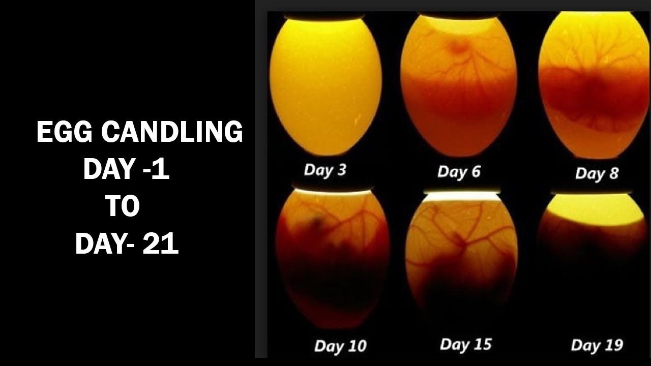 Process Of Duck Eggs Hatching