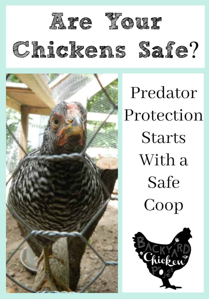 Propane Chicken Coop Heater: Keeps Flock Safe From Cold