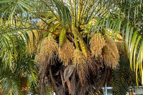 Pygmy Date Palm 13071219 Stock Photo At Vecteezy Pygmy Date Palm 13071219 Stock Photo At Vecteezy