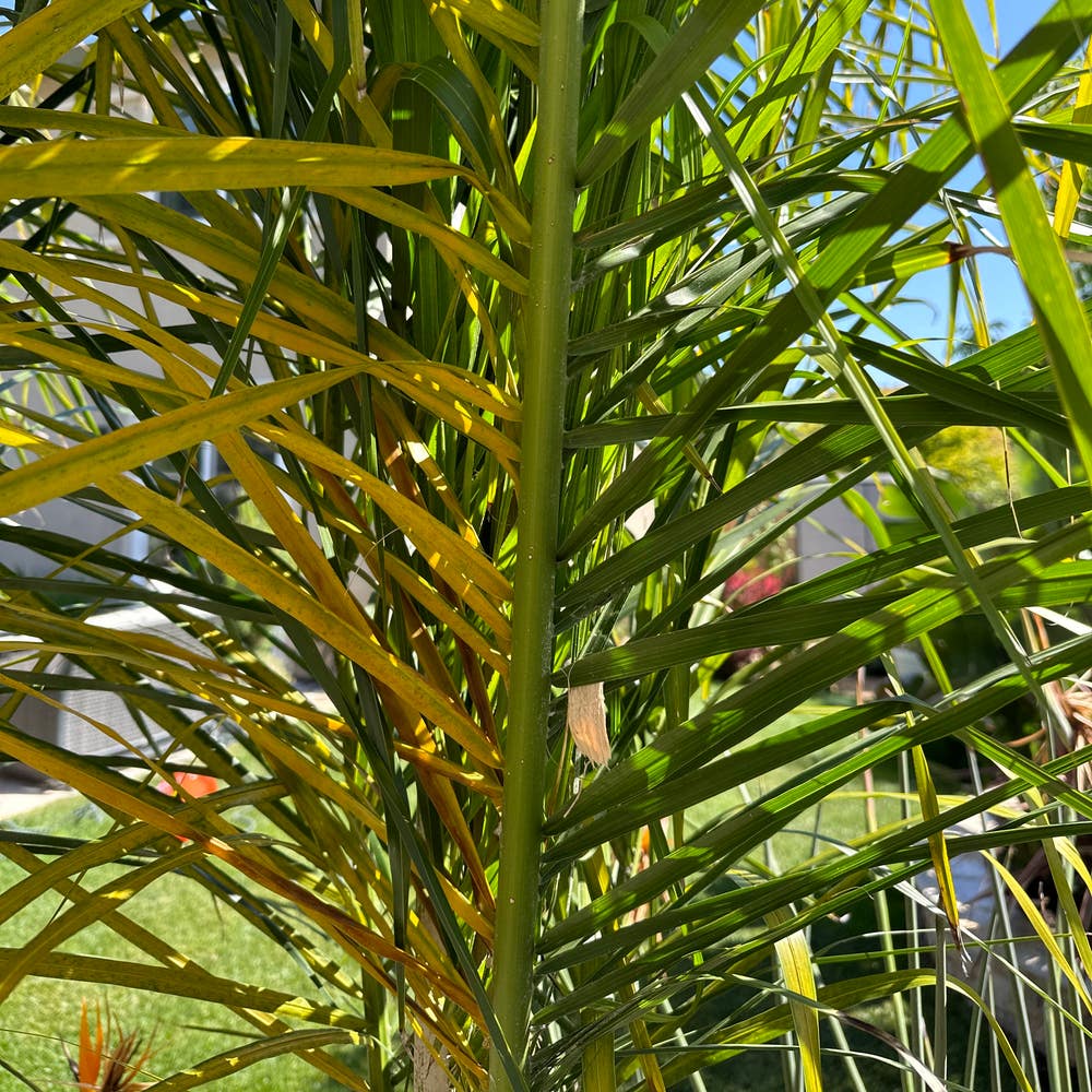 Queen Palm Roots