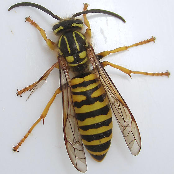 Queen Yellow Jacket Identification