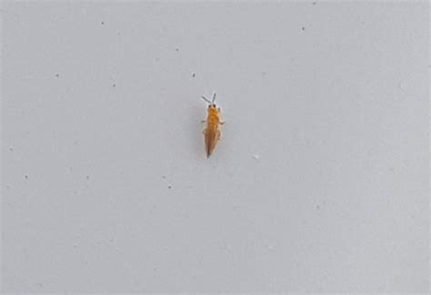 Really Tiny Orange Bugs: Identify And Remove Them Really Tiny Orange Bugs: Identify And Remove Them