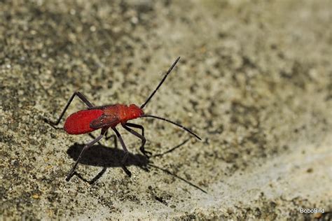 Red Six Legged Bug Red Six Legged Bug