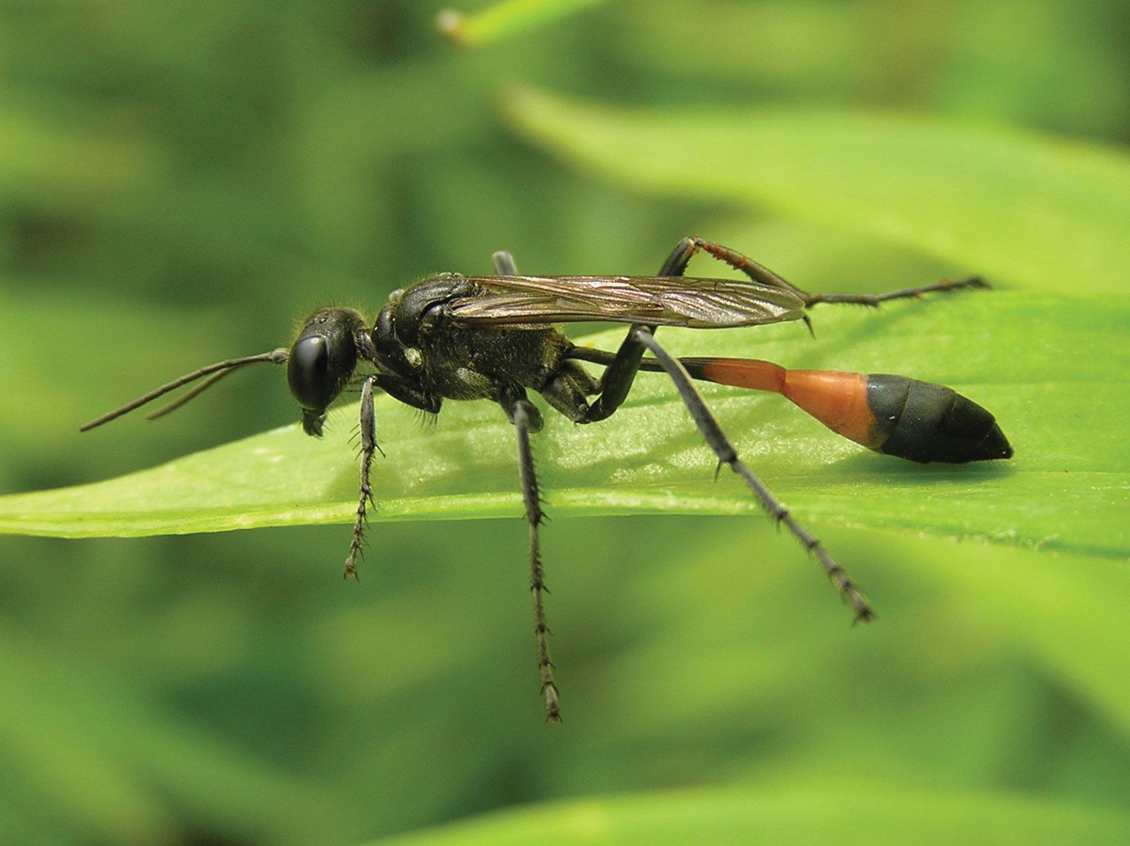 Red Waisted Wasp