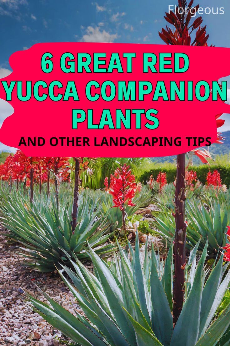 Red Yucca Companion Plants