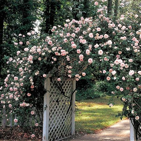 Rose New Dawn Climber: Vibrant Blooms Guaranteed