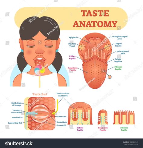 Sharks Tongue Anatomy: Expert Insights