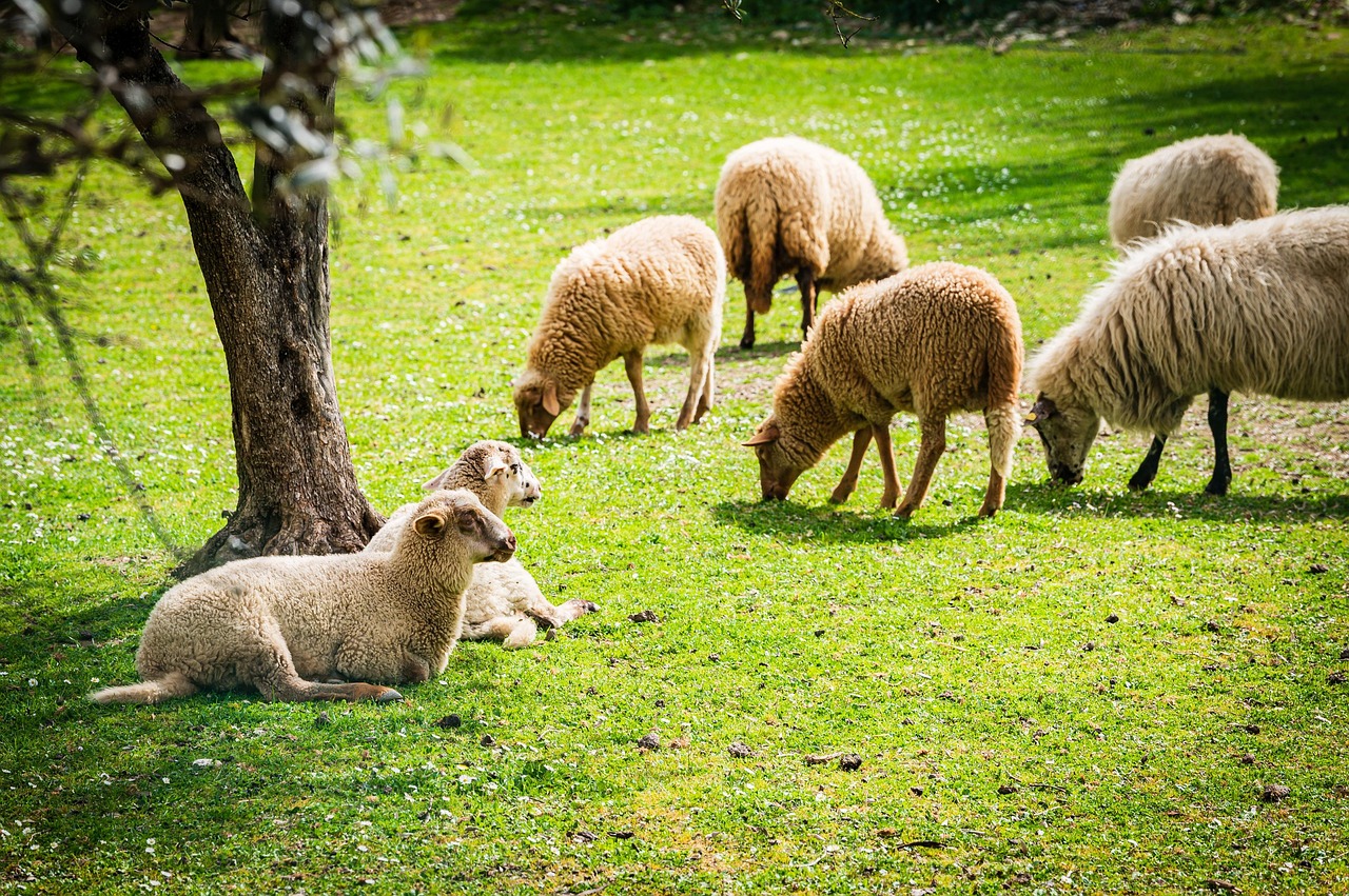 Sheep Pasture Seed: Improves Grazing Yields
