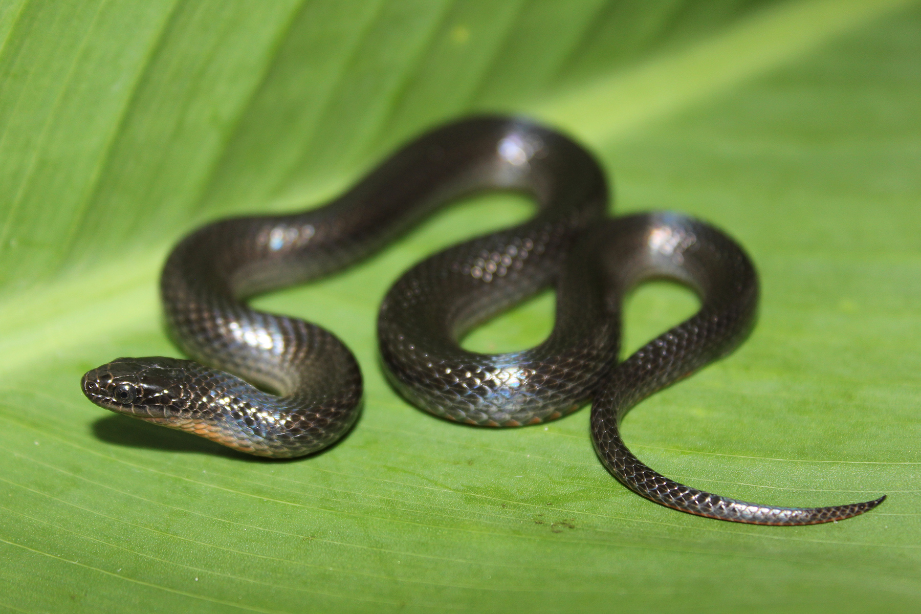 Skinny Black Snake Florida