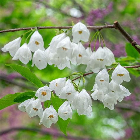 Small Tree With White Blooms