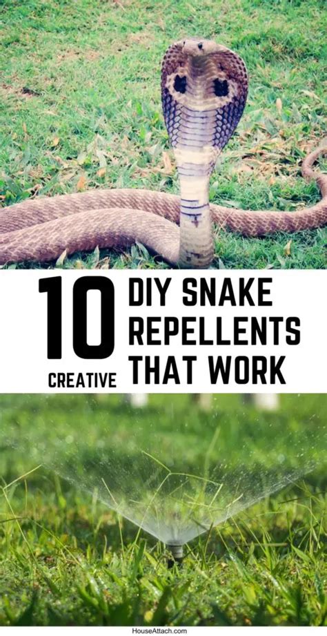Snake Repellents: What Works Best