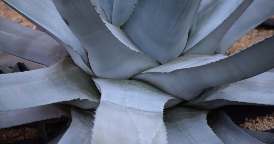 Snout Weevil Agave Control: Protection Tips