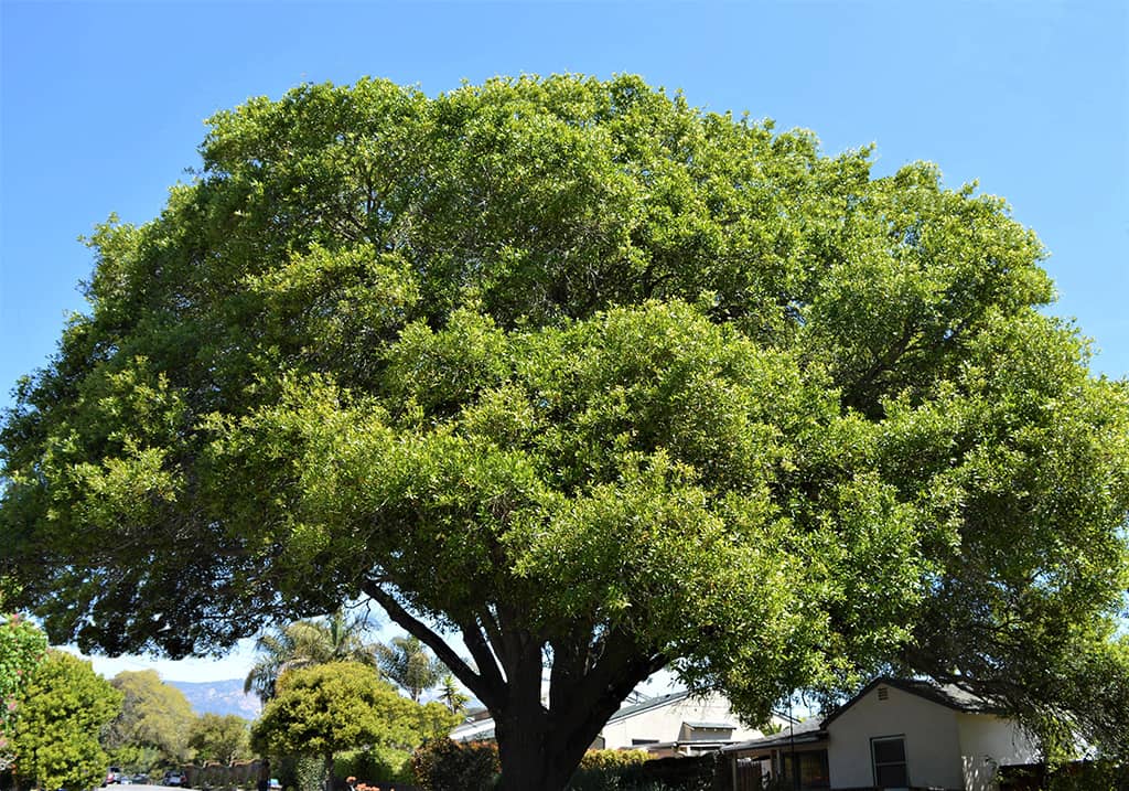 Southern Live Oak Arizona