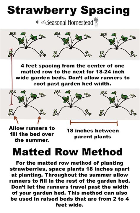 Spacing Strawberry Plants