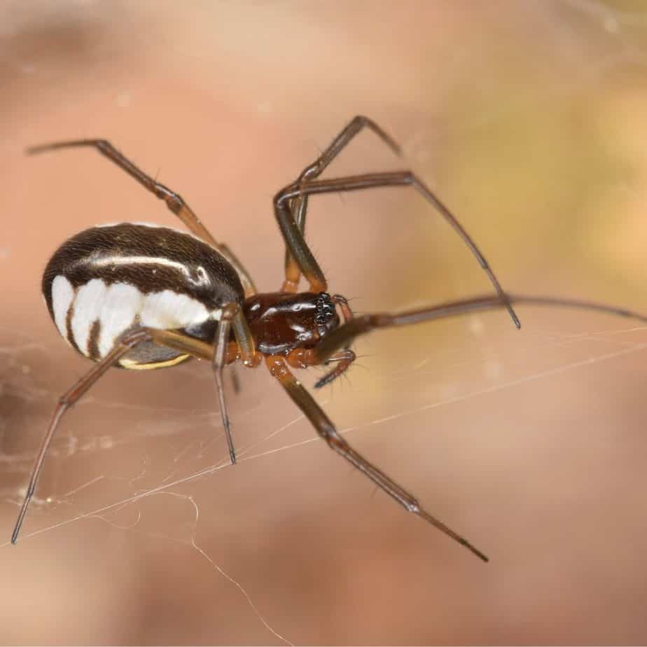 Spiders In Pennsylvania Usa Spiders Spiders In Pennsylvania Usa Spiders