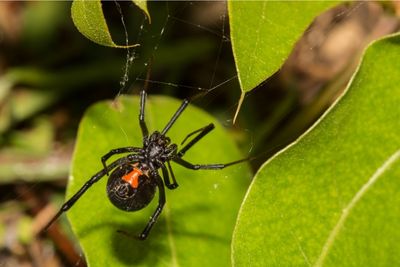 Spiders In Texas Poisonous