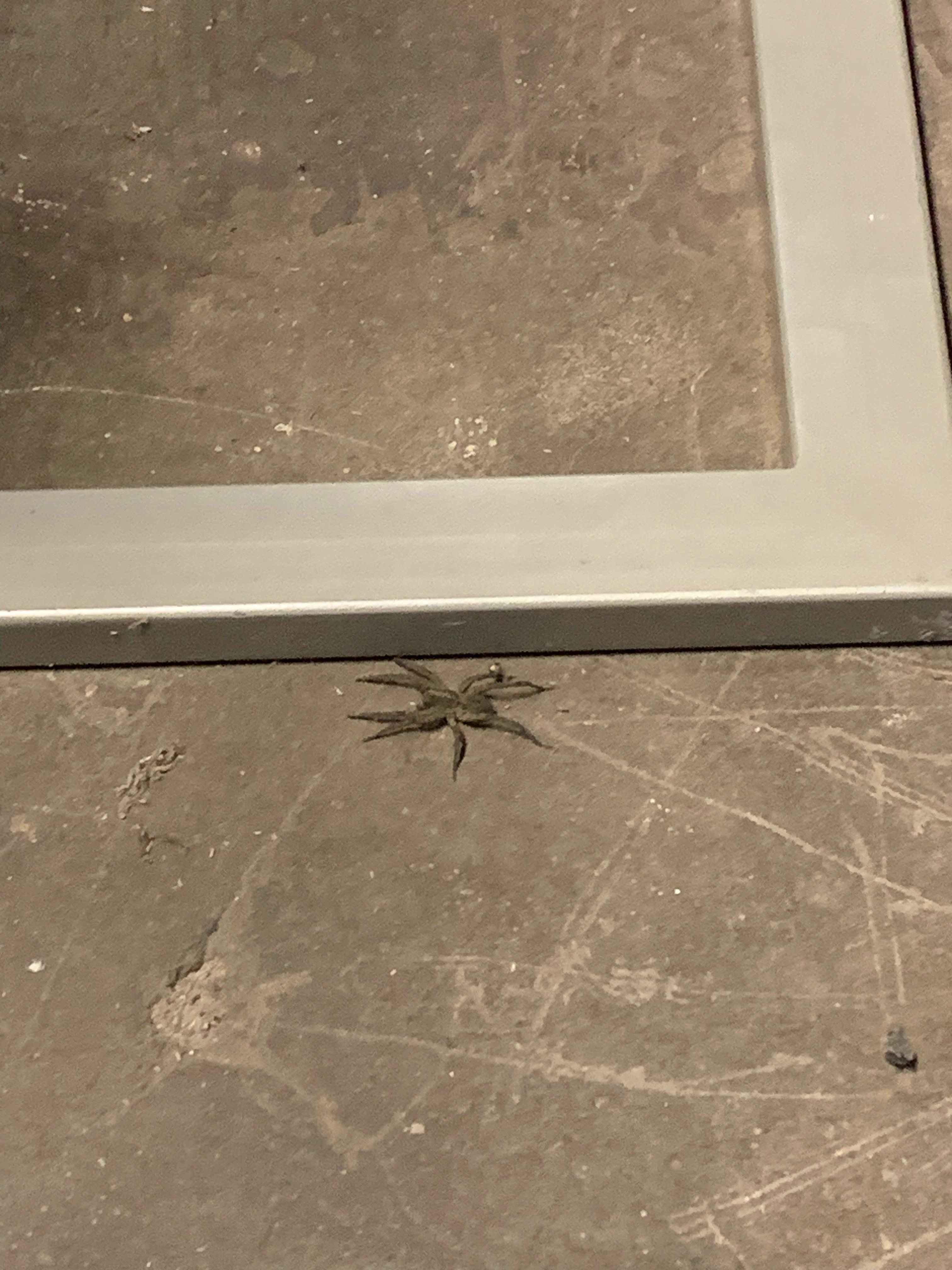 Spiders Of Northeast Pa