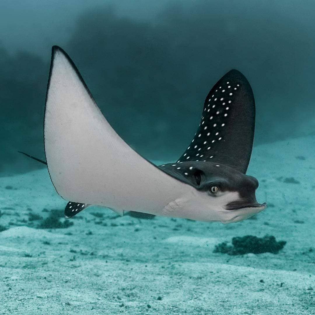 Spotted Eagle Sting Ray