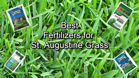 St Augustine Fertilizer: Greens Your Lawn Quickly