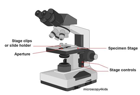 Stage Function In Microscope Stage Function In Microscope