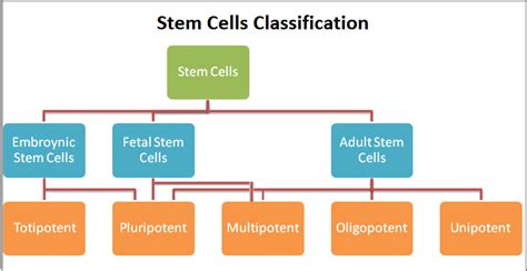 Stem Cell Classes Stem Cell Classes