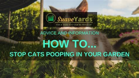Stop Cats Pooping In Garden