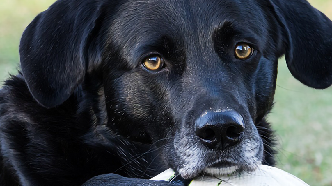 Symptoms Of Megaesophagus In Dogs