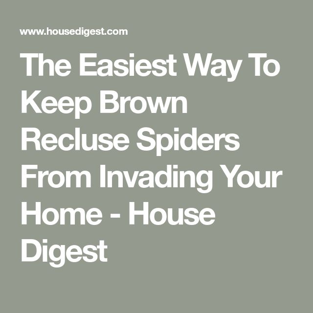 The Easiest Way To Keep Brown Recluse Spiders From Invading Your Home