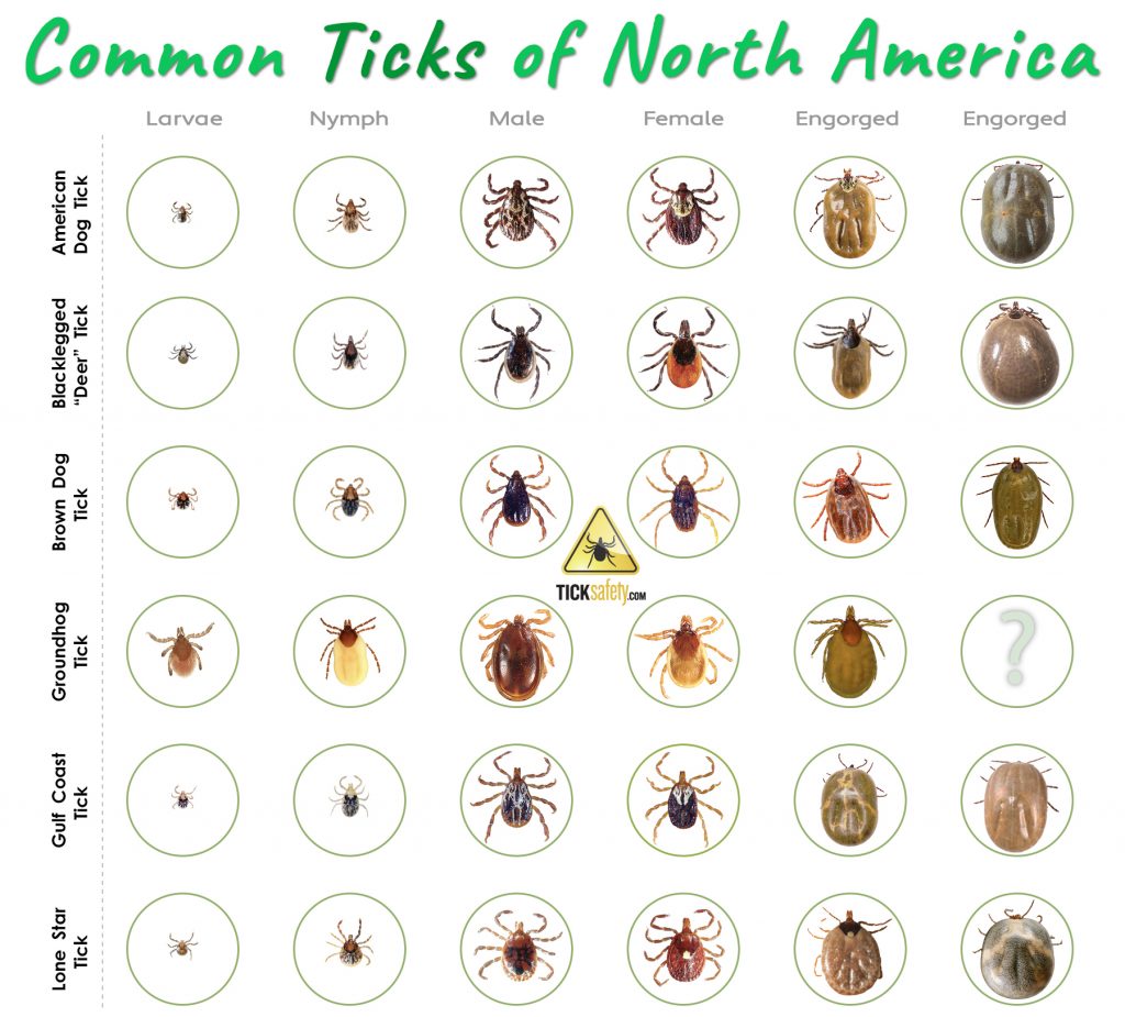 Ticks Ohio Identification Guide Ticks Ohio Identification Guide