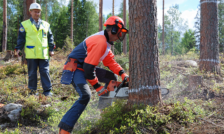 Tree Falling Guide: Safe Practices Revealed