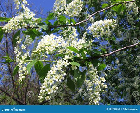 Tree Fragrant White Flowers Tree Fragrant White Flowers