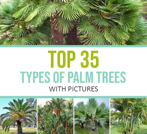 Tree Types In Florida Tree Types In Florida