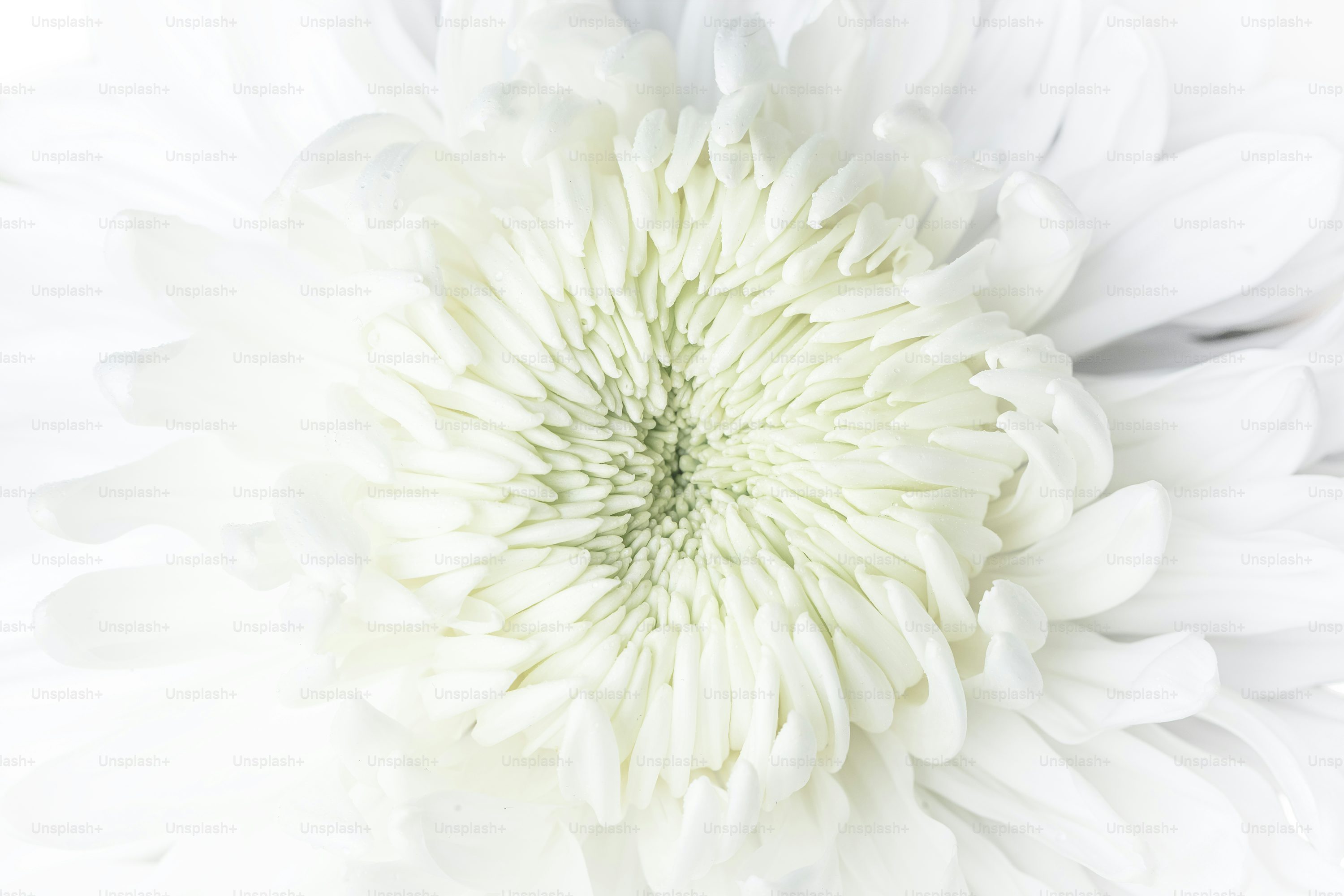 Tree With Large White Flower Tree With Large White Flower